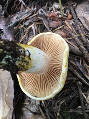 Cortinarius rubicundulus