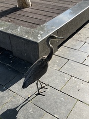 Ardea cinerea