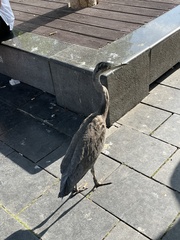 Ardea cinerea