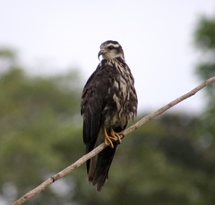 Rostrhamus sociabilis