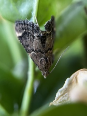 Hypsopygia phoezalis