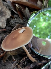Gymnopus ocior