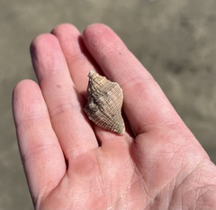 Stramonita canaliculata