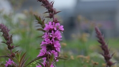 Lythrum salicaria