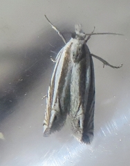 Eucosma striatana