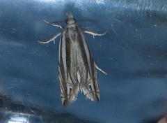 Eucosma striatana
