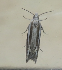 Eucosma striatana