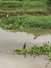 Tigrisoma mexicanum