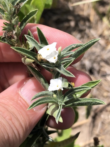 Coastal plain heliotrope (Euploca racemosa)