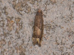 Epiblema minutana