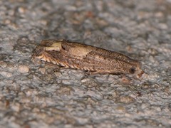 Epiblema minutana
