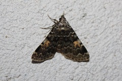 Idia calvaria