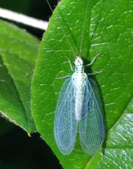 Chrysopa chi