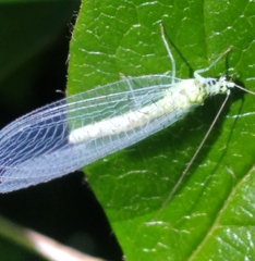 Chrysopa chi