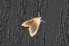 Glaphyria fulminalis