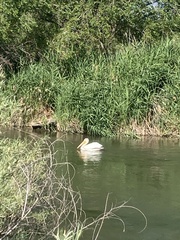 Pelecanus erythrorhynchos