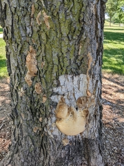 Vanderbylia robiniophila