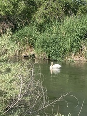 Pelecanus erythrorhynchos
