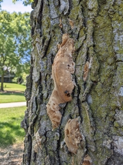 Vanderbylia robiniophila