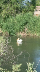 Pelecanus erythrorhynchos