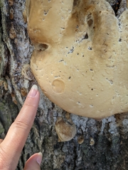 Vanderbylia robiniophila