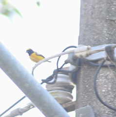 Euphonia affinis