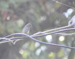 Euphonia affinis