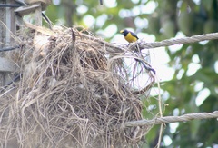 Euphonia affinis