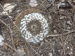 Mammillaria pseudocrucigera