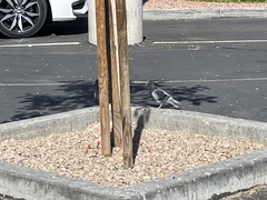 Columba livia domestica
