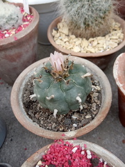 Lophophora