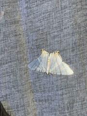 Phrygionis platinata