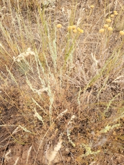 Artemisia pauciflora