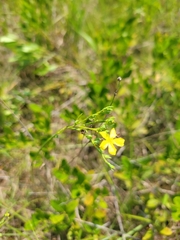 Linum floridanum
