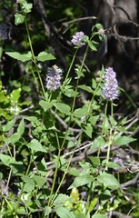 Agastache occidentalis