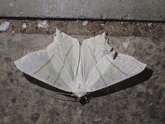 Ourapteryx sambucaria