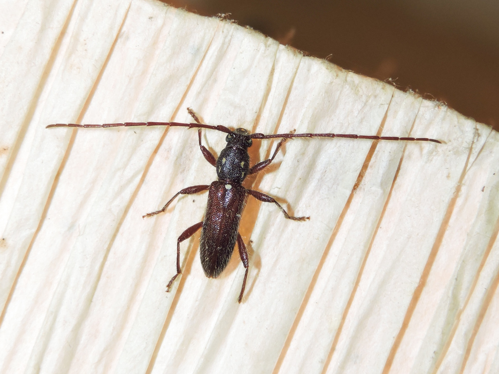 Anopliomorpha