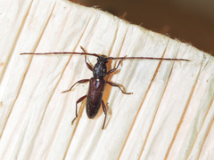 Anopliomorpha hirsuta