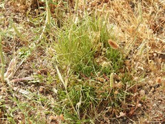 Plantago holosteum