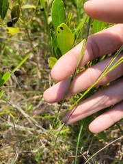 Linum floridanum