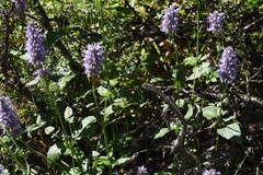 Agastache occidentalis