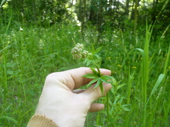 Liriomyza valerianivora