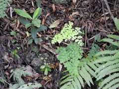 Adiantum raddianum