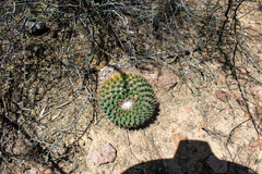 Mammillaria wagneriana