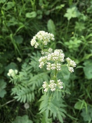 Valeriana officinalis