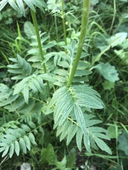 Valeriana officinalis