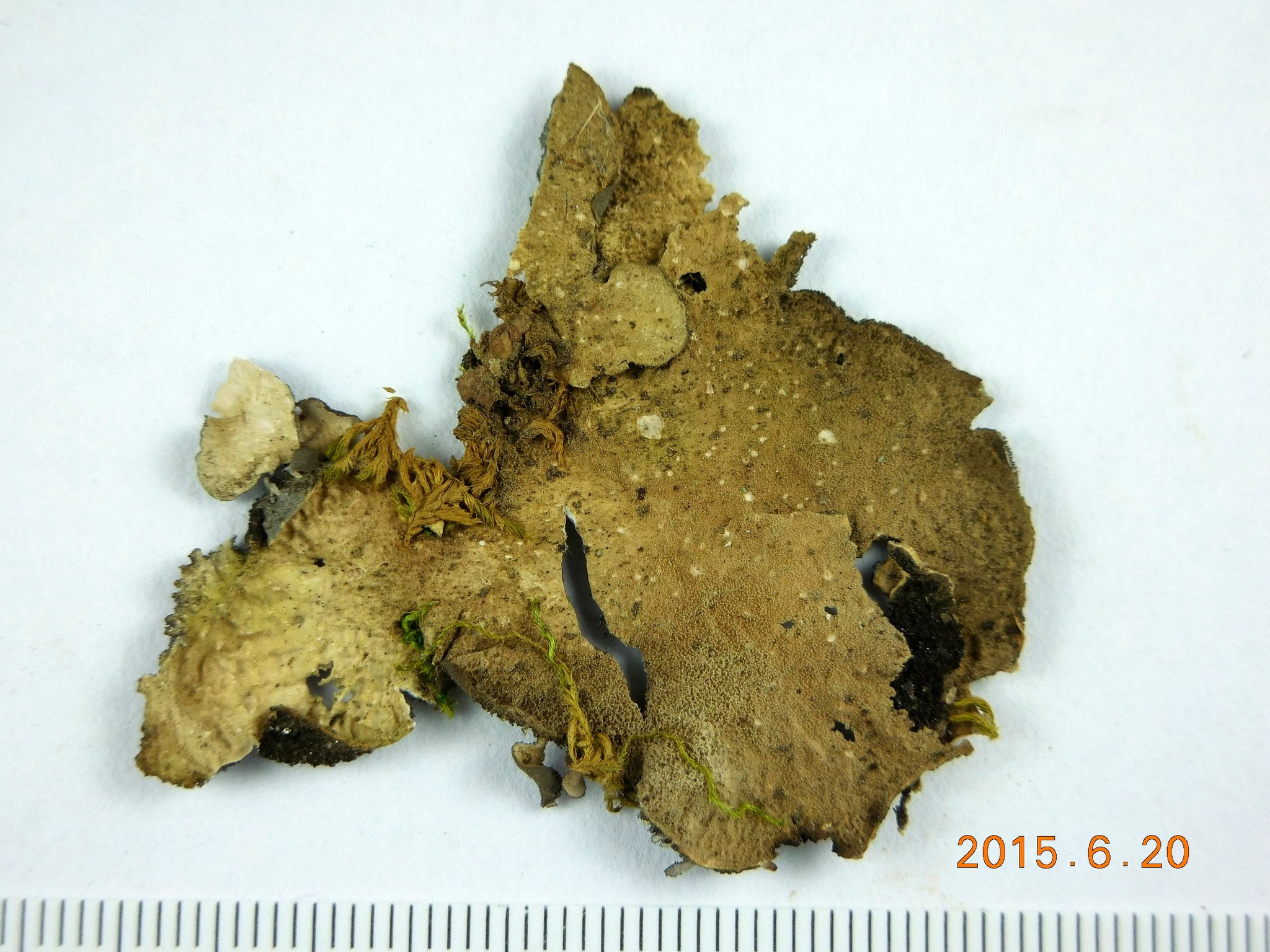 Sticta fuliginosa image