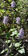 Agastache occidentalis