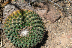 Mammillaria wagneriana