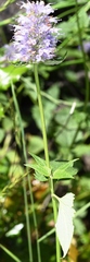 Agastache occidentalis